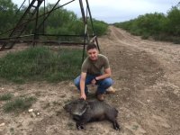 Javelina